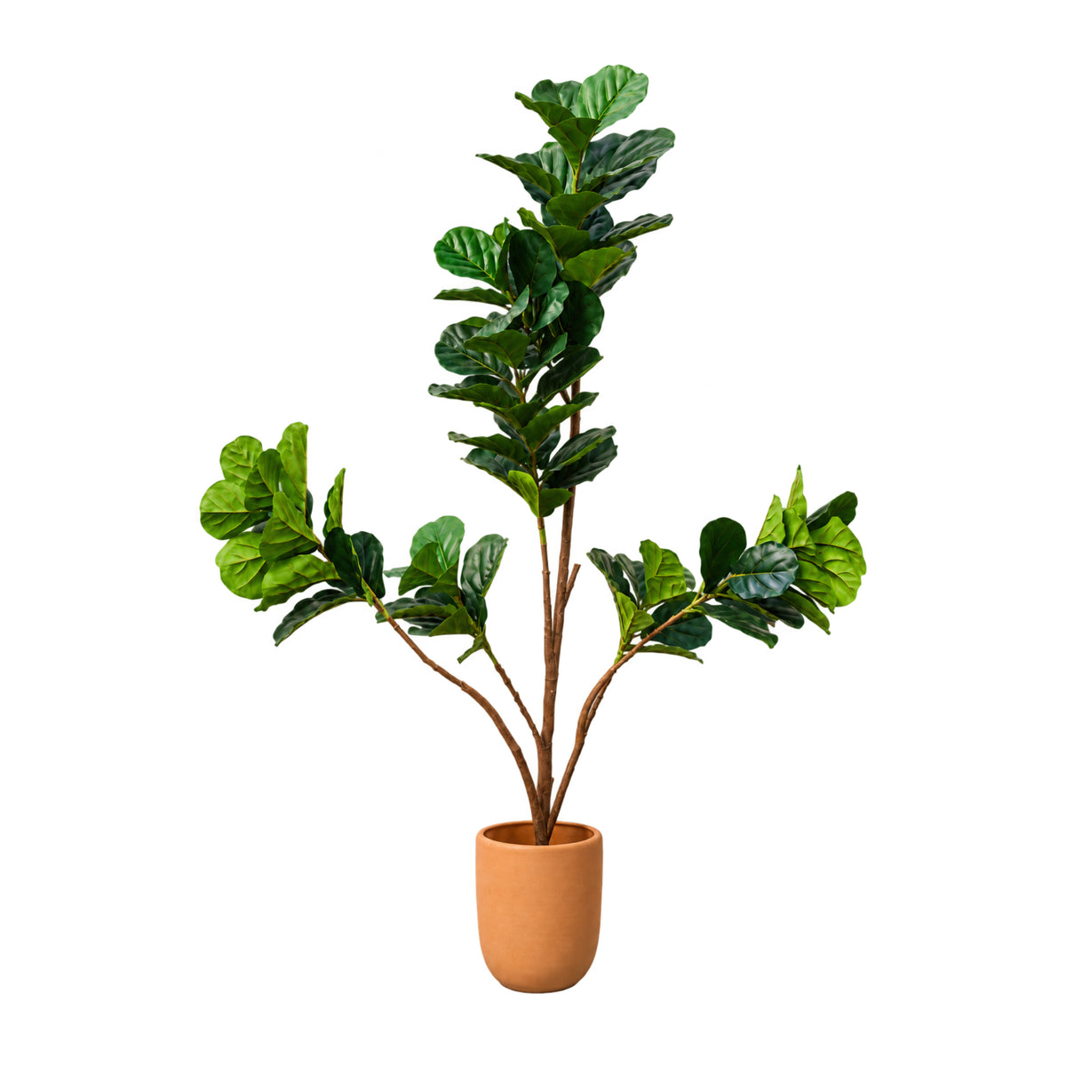Árbol Pandurata 1.80