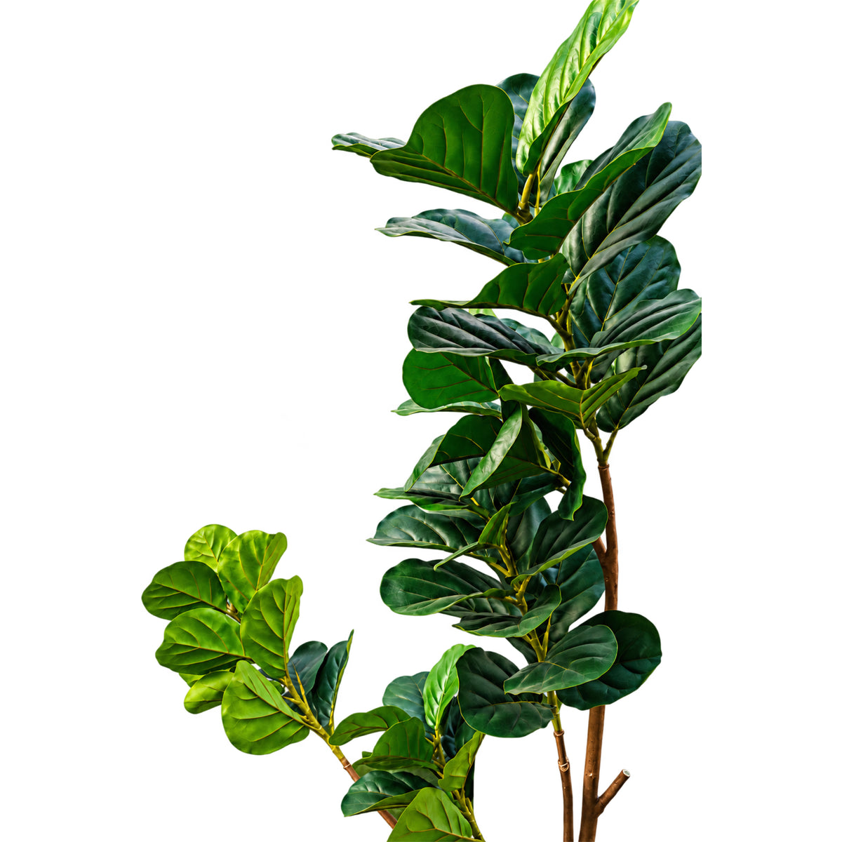 Árbol Pandurata 1.80