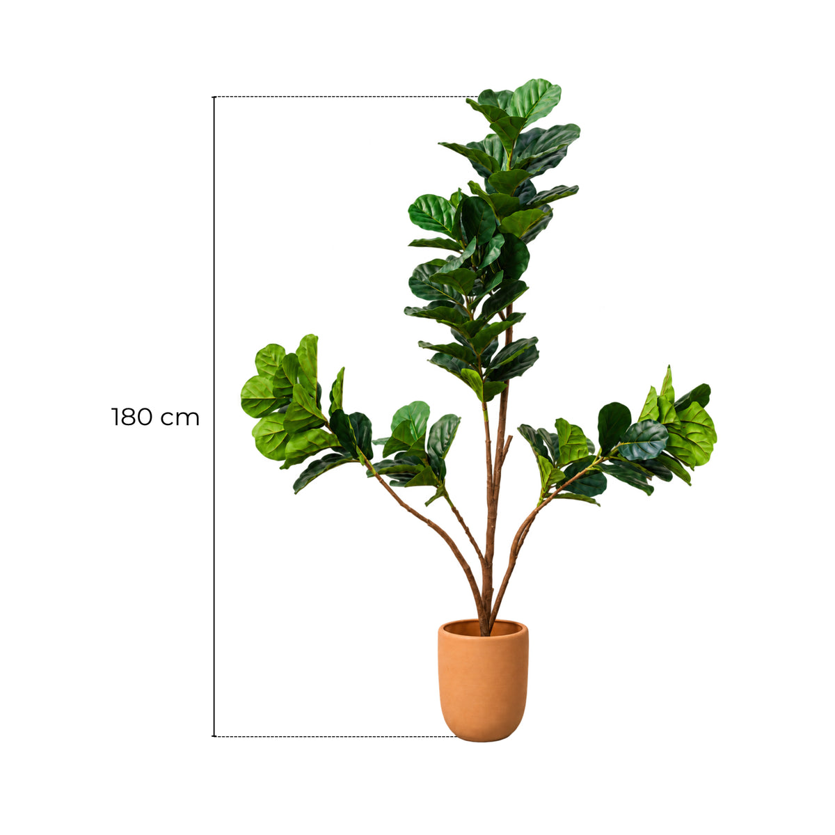 Árbol Pandurata 1.80