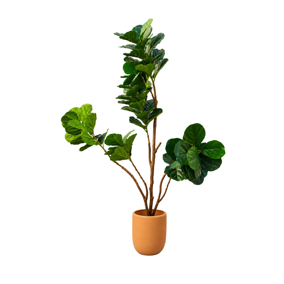Árbol Pandurata 1.80
